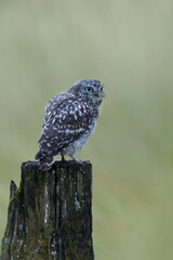 Little owl perched on a post with a green background.  