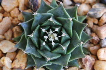 Obregonia denegrii