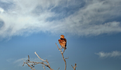 Fototapeta na wymiar African eagle