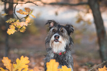 portrait of adopted dog sitting under the tree in autumn park