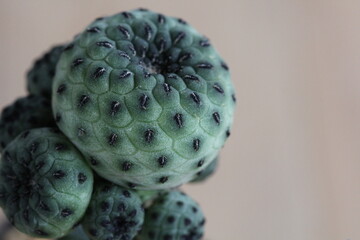 Rebutia rauschii green