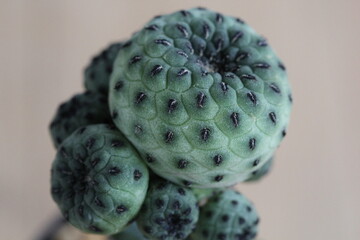 Rebutia rauschii green