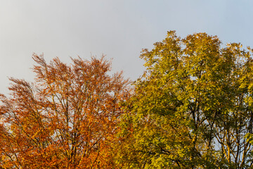 Fototapeta premium The spectacular colors of autumn