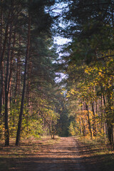 autumn forest in the evening sunlight
