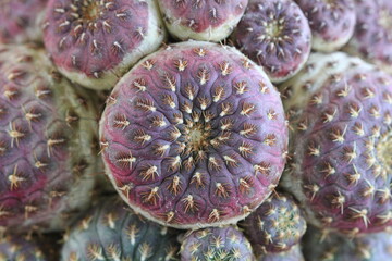 Rebutia rauschii purpura