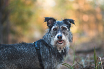 portrait of adopted dog sitting under the tree in autumn park