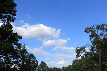 Obraz premium Crowns of trees against the background of the summer blue sky