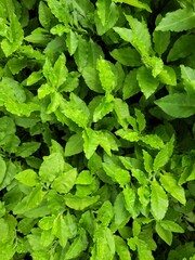 green leaves background