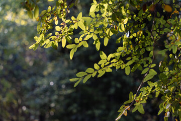 leaves on the tree