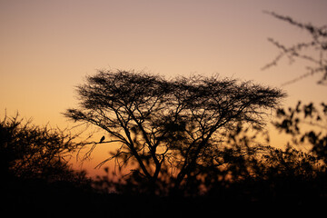 Fototapeta premium Sunset in Namibia, Africa