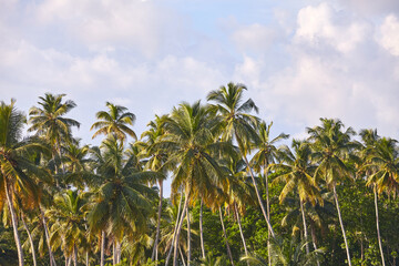 Fototapeta na wymiar Coconut palm tree line on a sunny day.