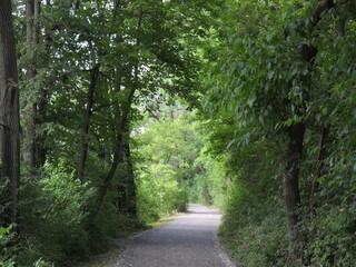 Road in summer park