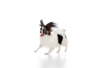 Papillon young dog is playing. Cute playful brown white doggy or pet playing on white studio background. Concept of motion, action, movement, pets love. Looks delighted, funny. Copyspace for ad.