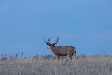 Naklejka na ściany i meble Mule deer Buck at Sunset in Colorado