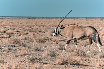 African animal at etosha national park in Namibia, Africa