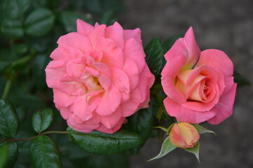 macro photography of pink roses on a whole background
