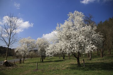 Obraz premium Wildpflaume 