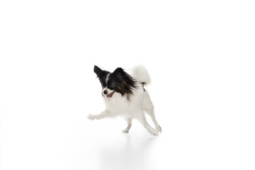 Papillon young dog is playing. Cute playful brown white doggy or pet playing on white studio background. Concept of motion, action, movement, pets love. Looks delighted, funny. Copyspace for ad.