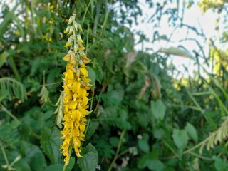 Yellow flowers with green plant background.