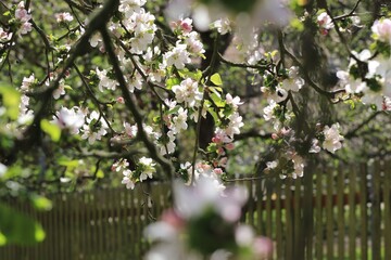 Apfelblüte