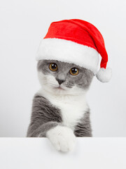 Cute gray playful cat in a Santa Claus hat, on a white background. Concept postcards for Christmas.