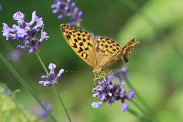 Schmetterling