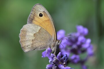 Obraz premium Schmetterling