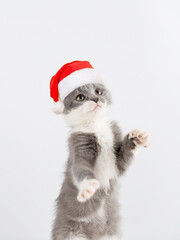 Fototapeta na wymiar Cute gray playful cat in a Santa Claus hat, on a white background. Concept postcards for Christmas.