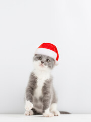 Cute gray playful cat in a Santa Claus hat, on a white background. Concept postcards for Christmas.