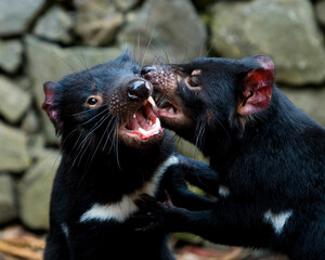 Tasmanian Devils play fighting