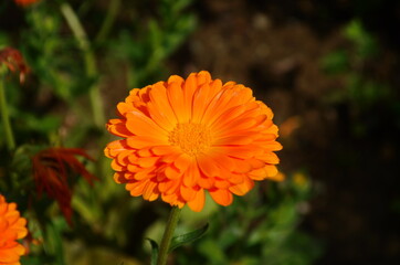 Orange pot marigold or ruddles or common marigold or Scotch marigold (Calendula officinalis) flower close up
