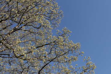 Trees in early spring against the blue sky