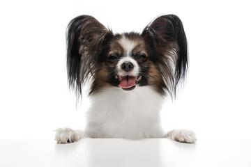 Papillon young dog is playing. Cute playful brown white doggy or pet playing on white studio background. Concept of motion, action, movement, pets love. Looks delighted, funny. Copyspace for ad.