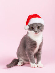 Cute gray playful cat in a Santa Claus hat, on a pink background. Concept postcards for Christmas.