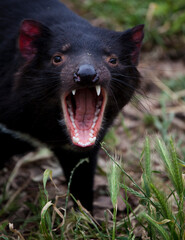 Tasmanian Devil at Taroona