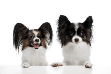 Papillon young dogs is posing. Cute playful brown white doggies or pets playing on white studio background. Concept of motion, action, movement, pets love. Looks delighted, funny. Copyspace for ad.