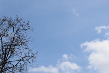 Fototapeta na wymiar Trees in early spring against the blue sky