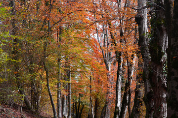 the colors of the forest at autumn sunset