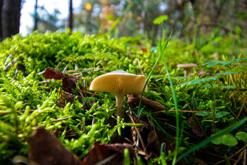 mushroom in the grass