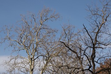 Trees in early spring against the blue sky