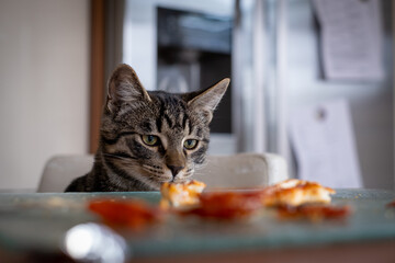 Fototapeta na wymiar grey house cat curiously looks over the edge of the table to grab a piece of pizza