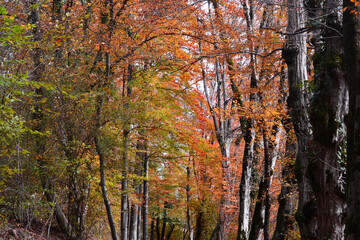 autumn in the woods