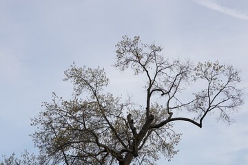 Trees in early spring against the blue sky