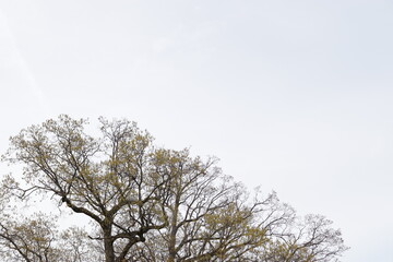 Branches of trees in early spring against a gray sky