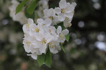 Branch with white flowers of a spring tree close up