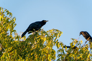 grackles on the tree