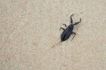 Nepa cinerea is a species of water scorpion, Nepidae, found in most of Europe