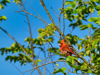 Northern Cardinal Red Bird Perched in Tree with Green Leaves and Bright Blue Cloudless Sky in Background on a Sunny Summer Day  - Powered by Adobe