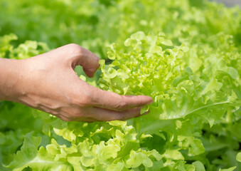 person holding salad in the garden