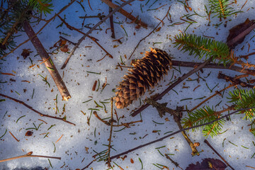 Branches, spruce cone, spruce branch in winter white snow